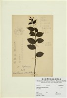 藏品(九芎)的圖片